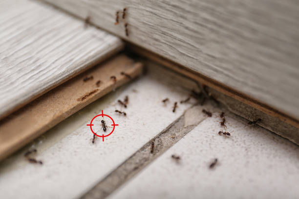 Reliable Merrimac, VA Pest Control Solutions