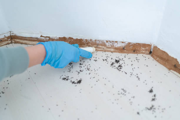 Best Pest Control Near Me in Merrimac, VA